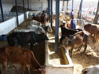 Ijtamai Qurbani 2012