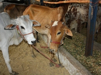 13785553596166775060231031468678njpg-9527103ca0aeb581e006cee5563da050