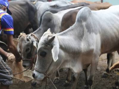 Ijtamai Qurbani 2014