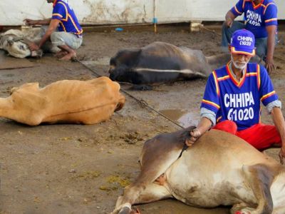 Ijtamai Qurbani 2019