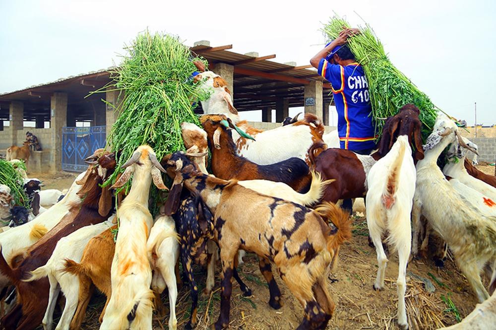 Qurbani-01