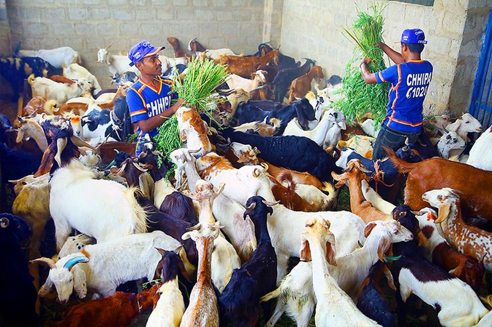 Qurbani-02